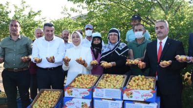 Dünyanın kayısı başkent’inde hasat başladı