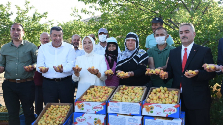 Dünyanın kayısı başkent’inde hasat başladı